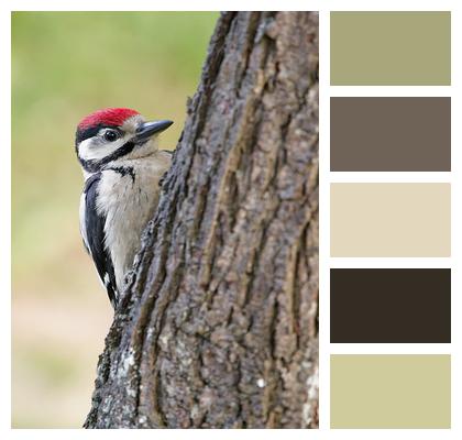 Ornithology Great Spotted Woodpecker Bird Image